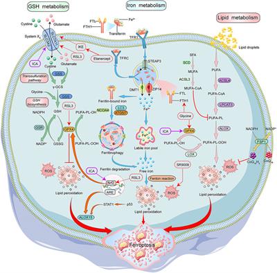 Advancement in understanding the role of ferroptosis in rheumatoid arthritis